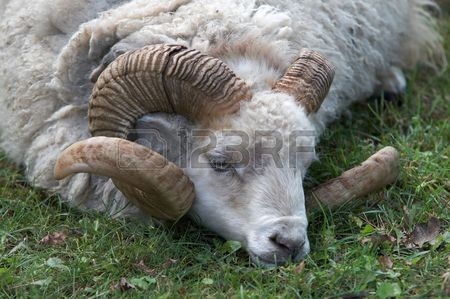 1014a_horn-jpg-thumb